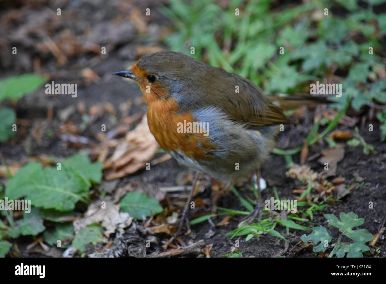 Robin redbreast Foto Stock