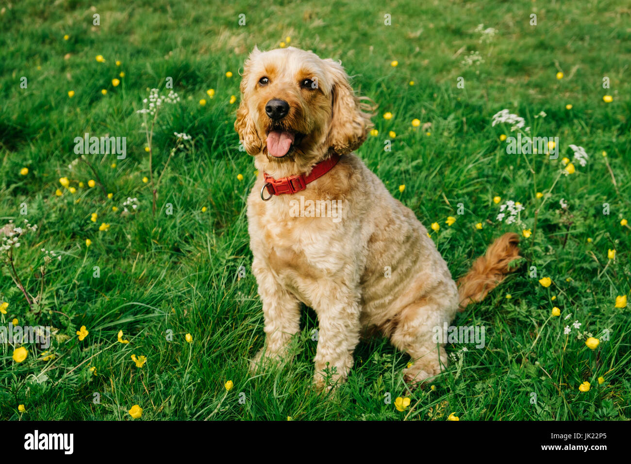 Cockapoo dog immagini e fotografie stock ad alta risoluzione - Alamy