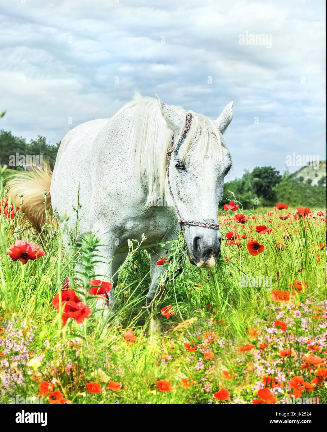 Bellezza adulto cavallo bianco in campo di papavero Foto Stock