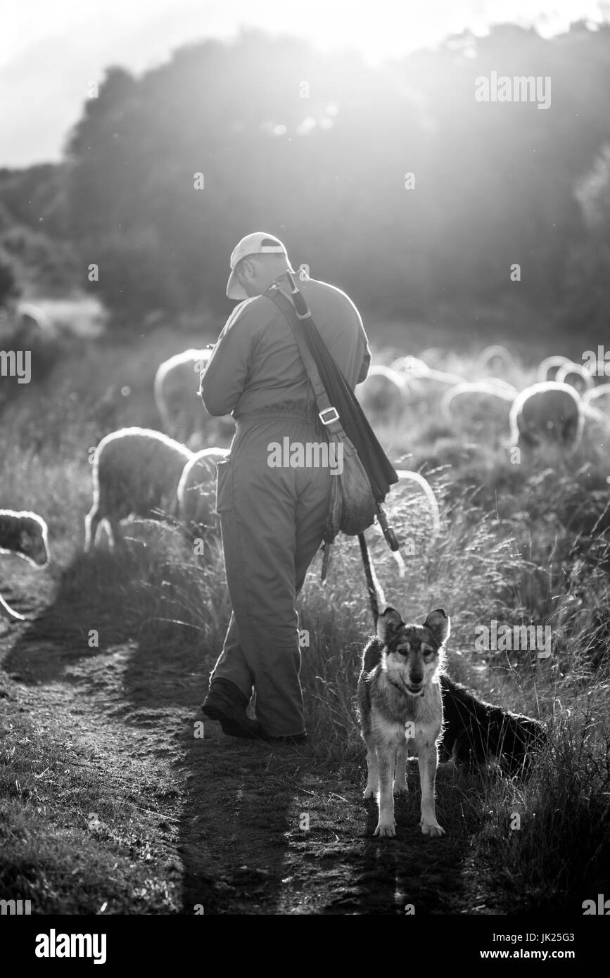 Tradizionale allevamento ovino, sulla via del Camino de Santiago, la Castiglia e Leon, Spagna, Europa Foto Stock