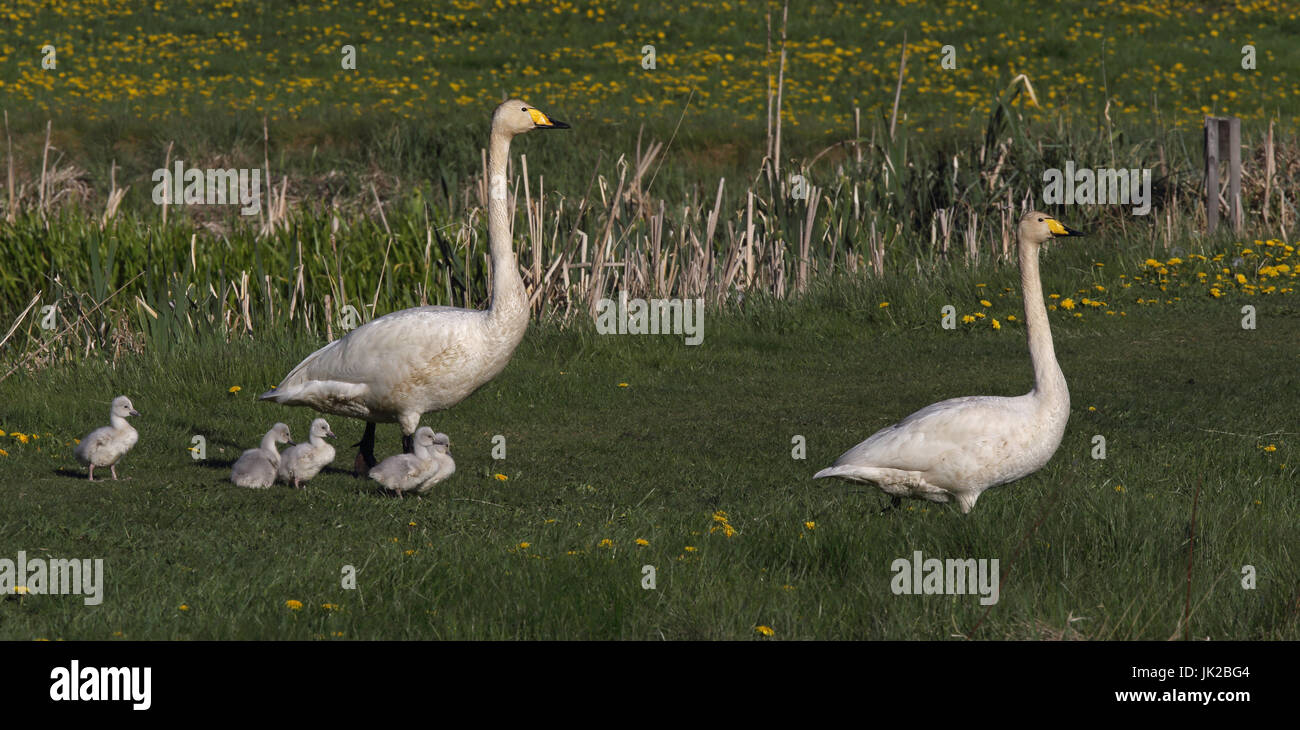 Swans Whooper, coppia con i bambini. Famiglia Swan, in coppia con i cigneti, a piedi Foto Stock