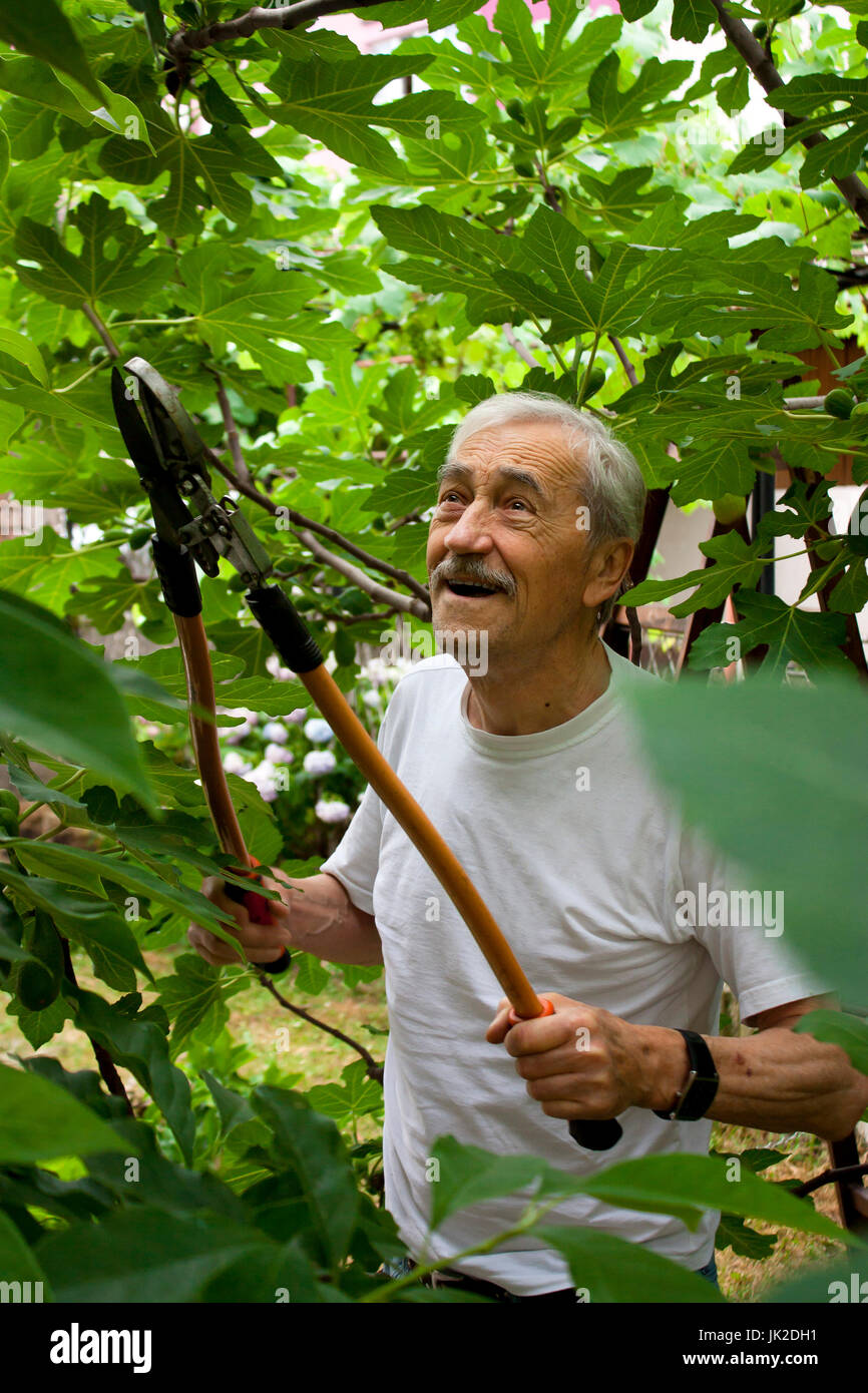 Senior taglio uomo comune fig tree rami con eseguire potature di cesoie nel suo giardino - cortile Foto Stock