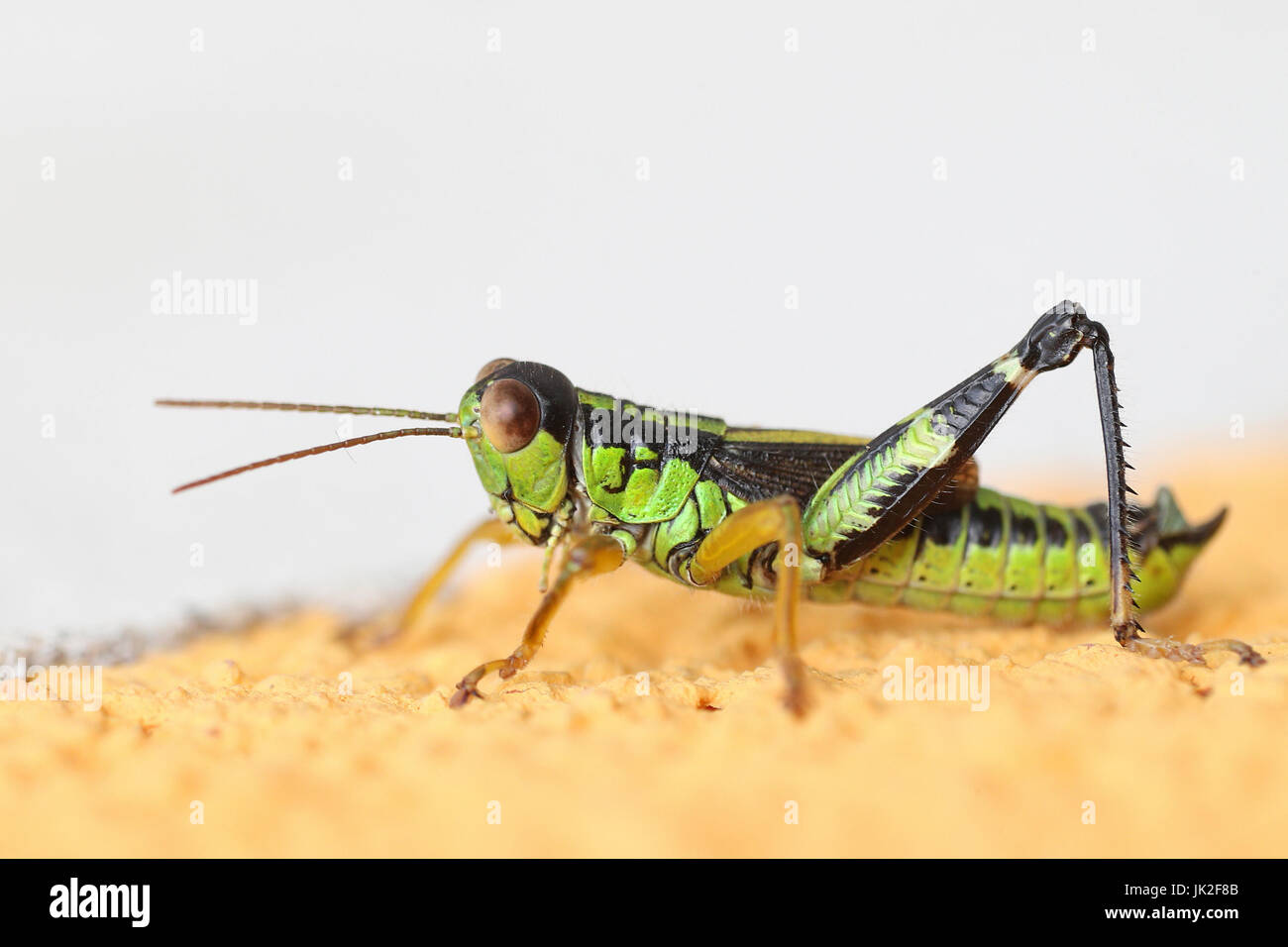 Maschio di Montagna Verde Grasshopper, Miramella alpina, macro ritratto Foto Stock