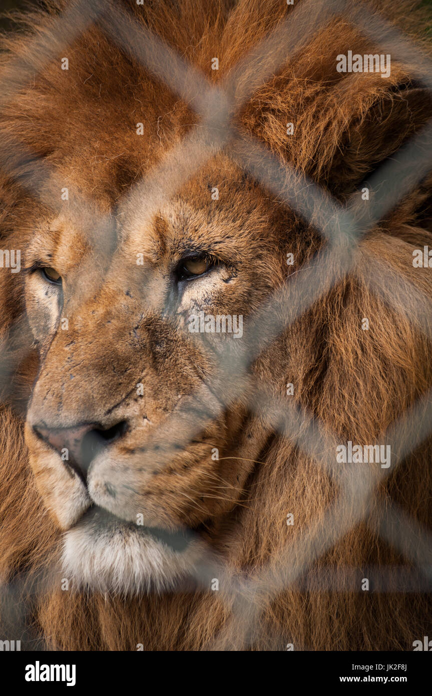 Captive maschio di leone africano guarda severamente in distanza Foto Stock