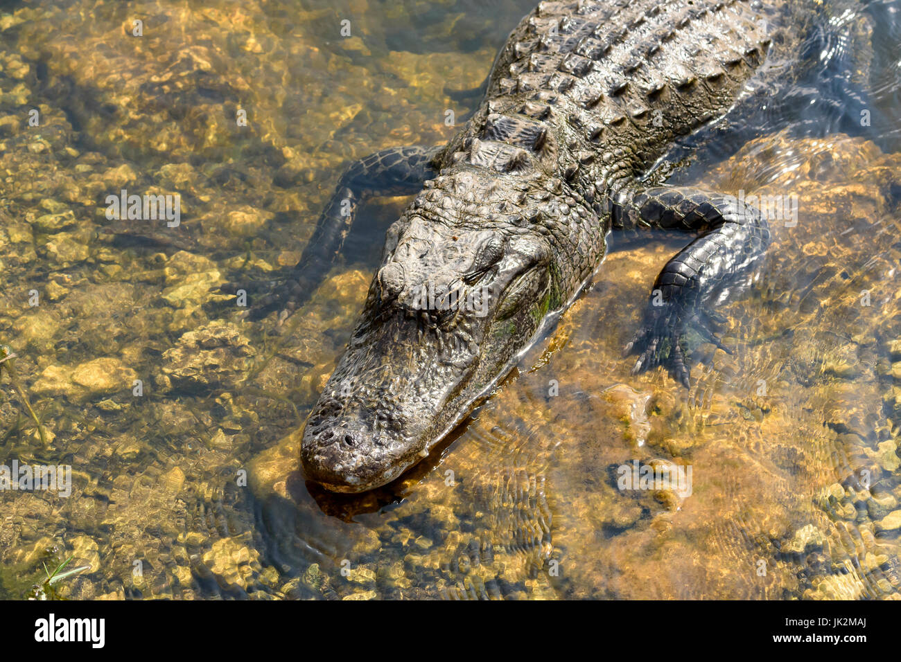 Il coccodrillo americano (Alligator mississippiensis) Kirby Storter parco stradale, Big Cypress National Preserve, Florida, Stati Uniti d'America Foto Stock