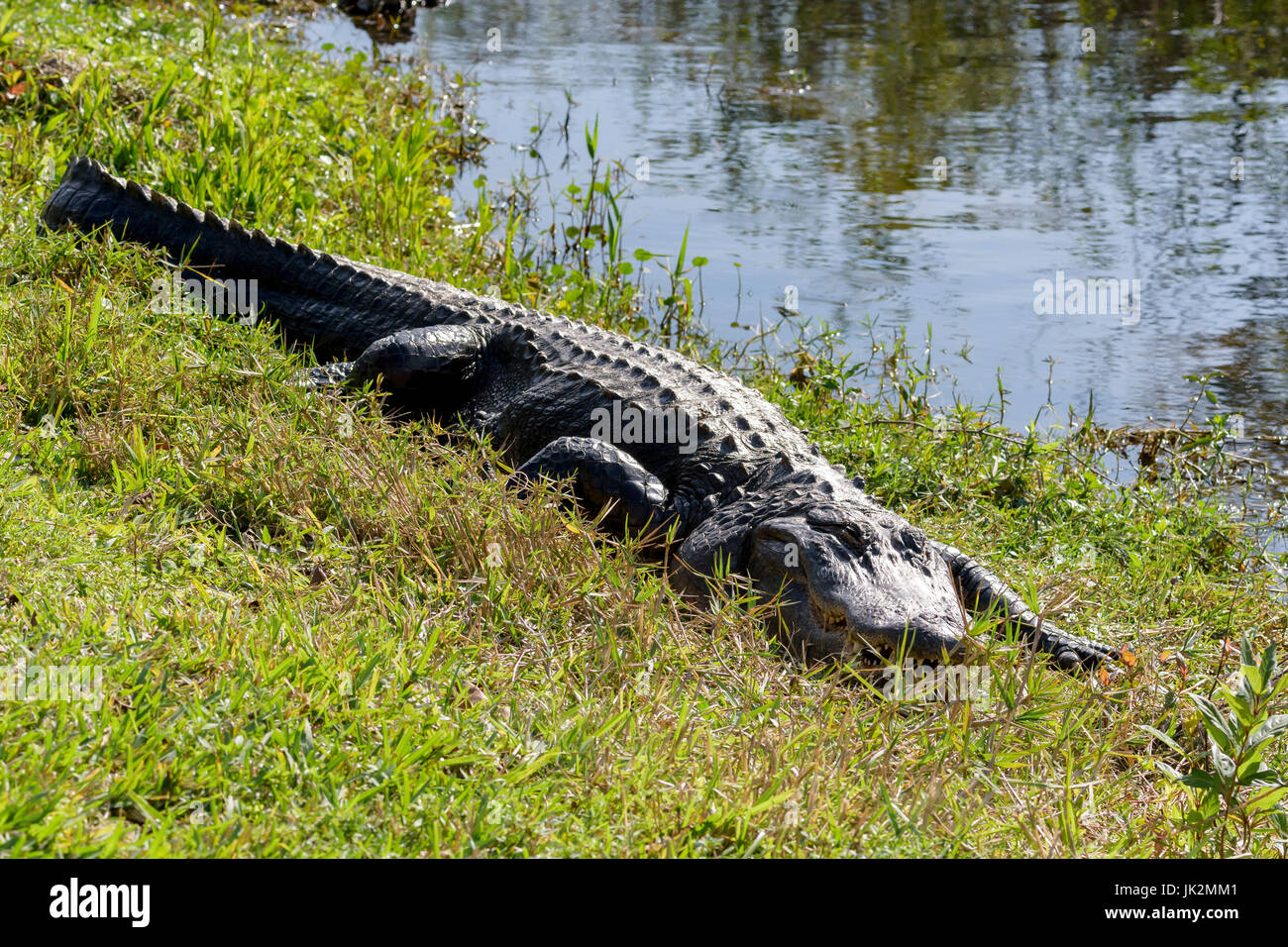 Il coccodrillo americano (Alligator mississippiensis) basking, Shark Valley, Everglades National Park, Florida, Stati Uniti d'America Foto Stock