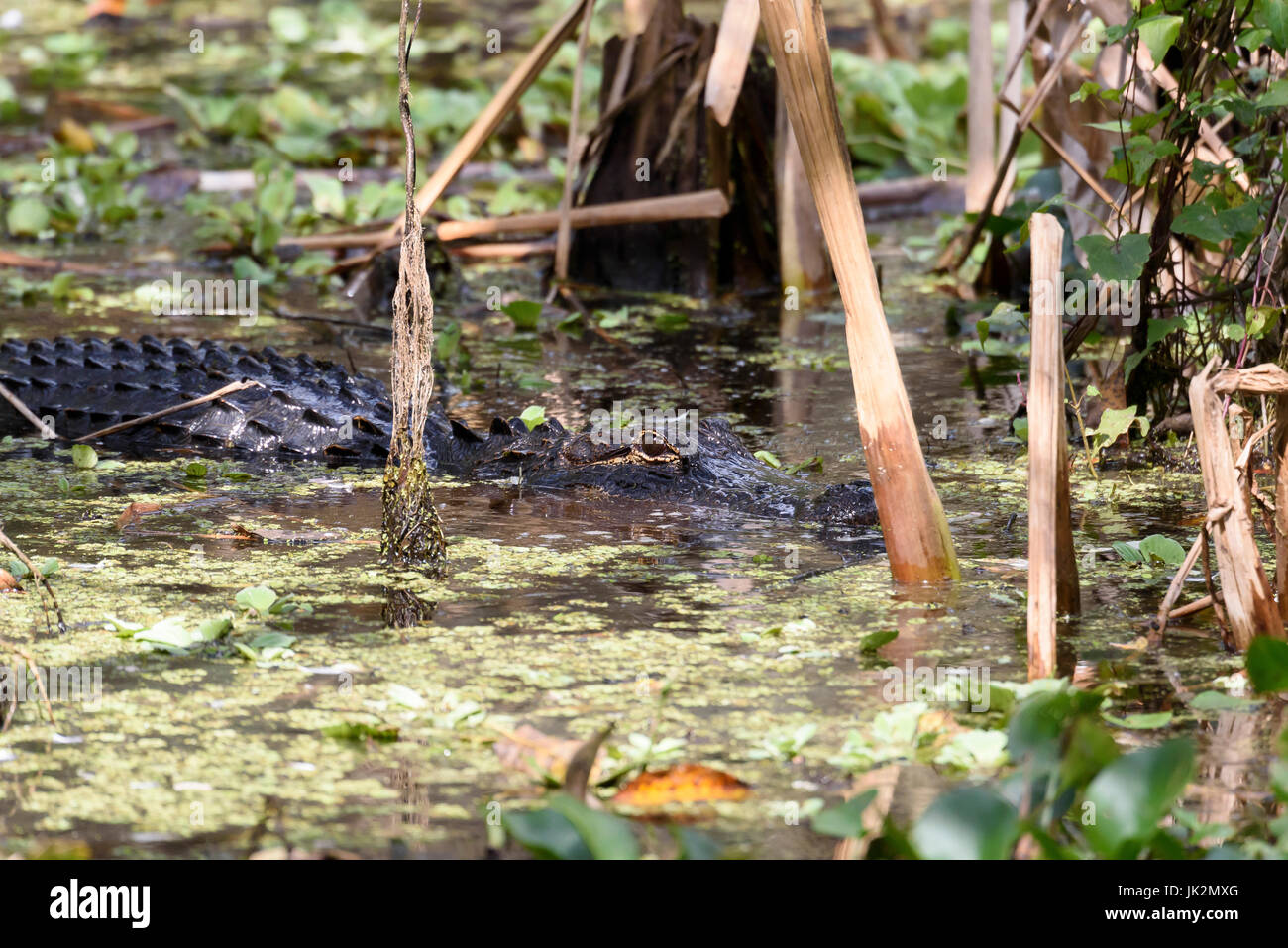 Il coccodrillo americano (Alligator mississippiensis) nell'acqua, cavatappi santuario di palude, Florida, Stati Uniti d'America Foto Stock