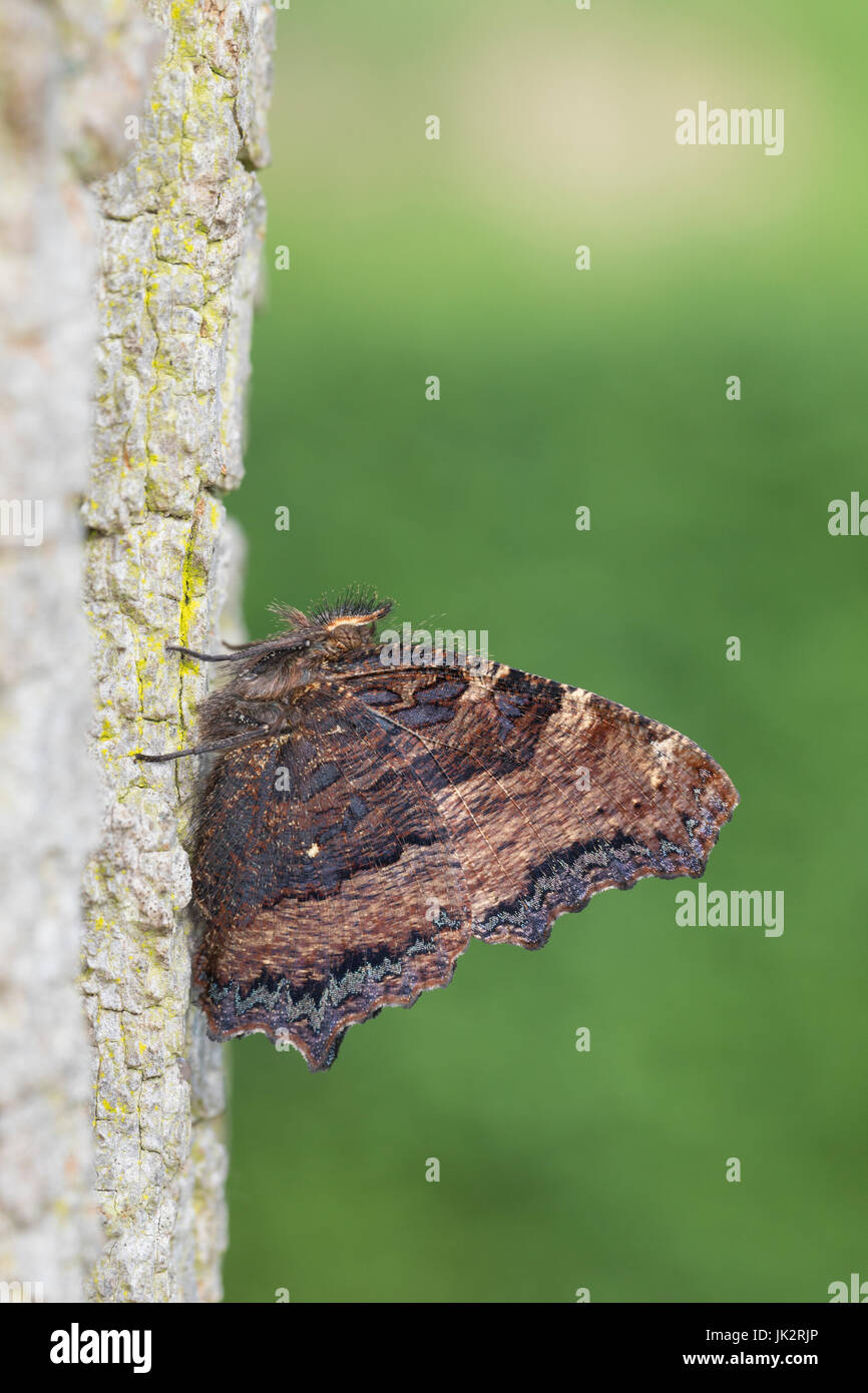 Großer Fuchs, Nymphalis polychloros, grande tartaruga, tale malattia tartaruga, La Grande tortue Foto Stock