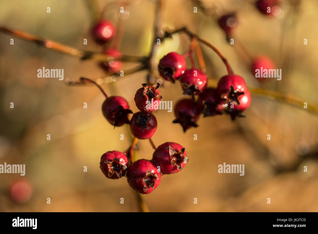 Inverno Hips rosso su una rosa selvatica Foto Stock