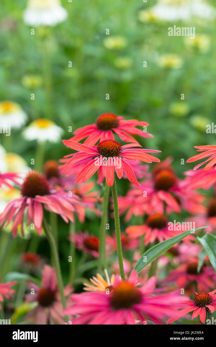 Echinacea 'estate calda". Coneflowers Foto Stock