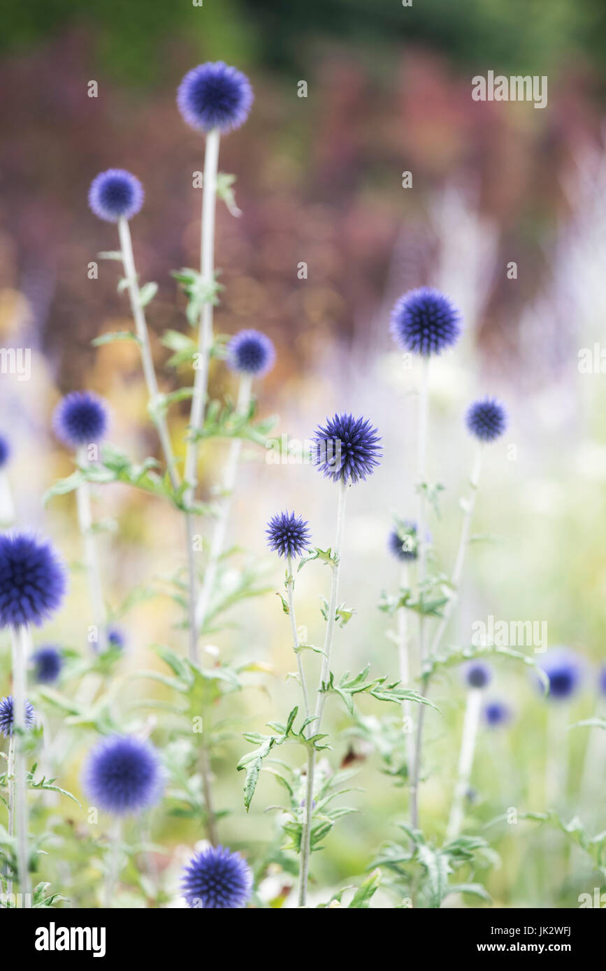 Echinops ritro veitchs blu. Globe thistle fiori in un giardino inglese Foto Stock