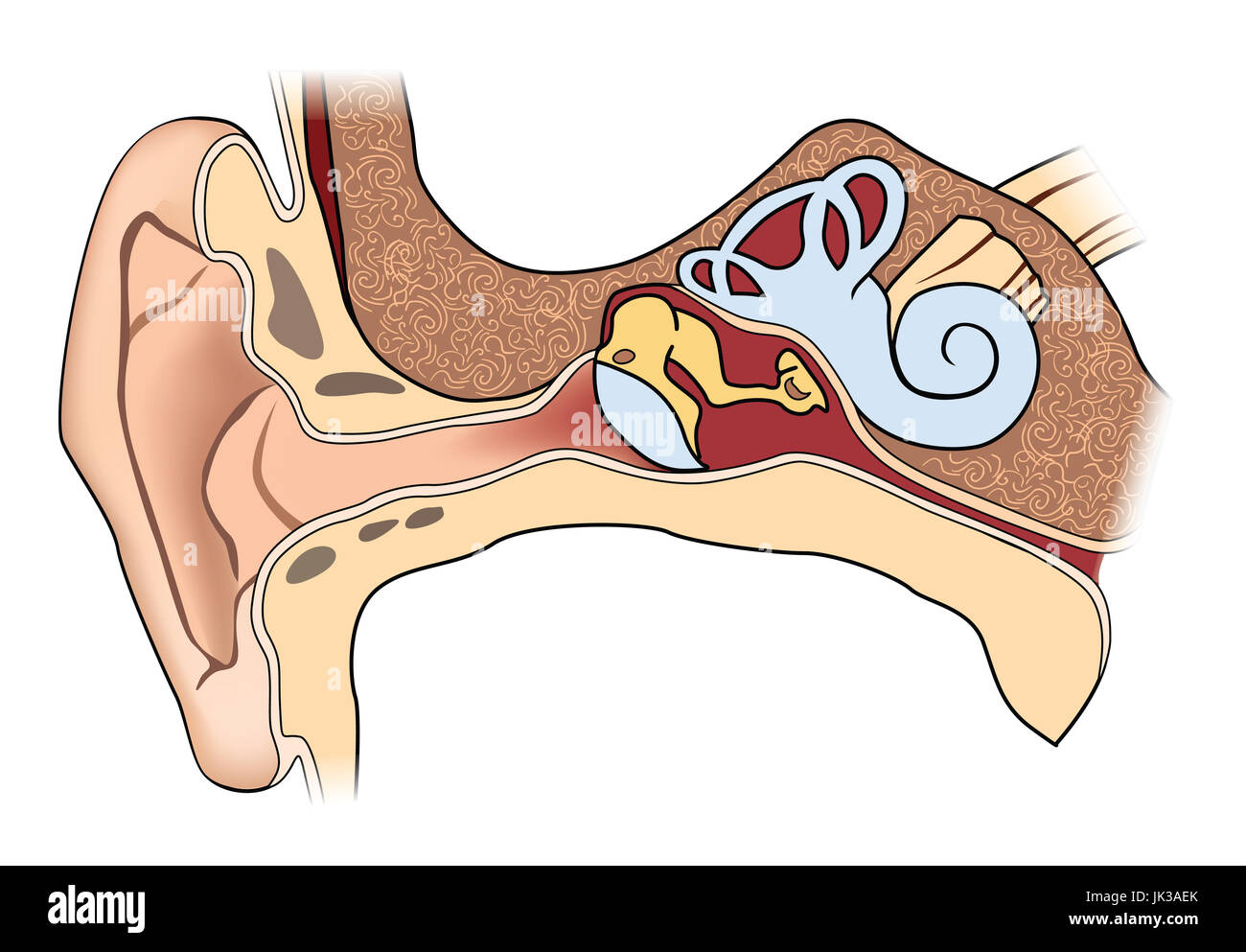 Orecchio umano anatomia. medical segno della struttura dell'orecchio Foto & Immagine Stock Orecchio umano anatomia. medical segno della struttura dell'orecchio Foto & Immagine Stock