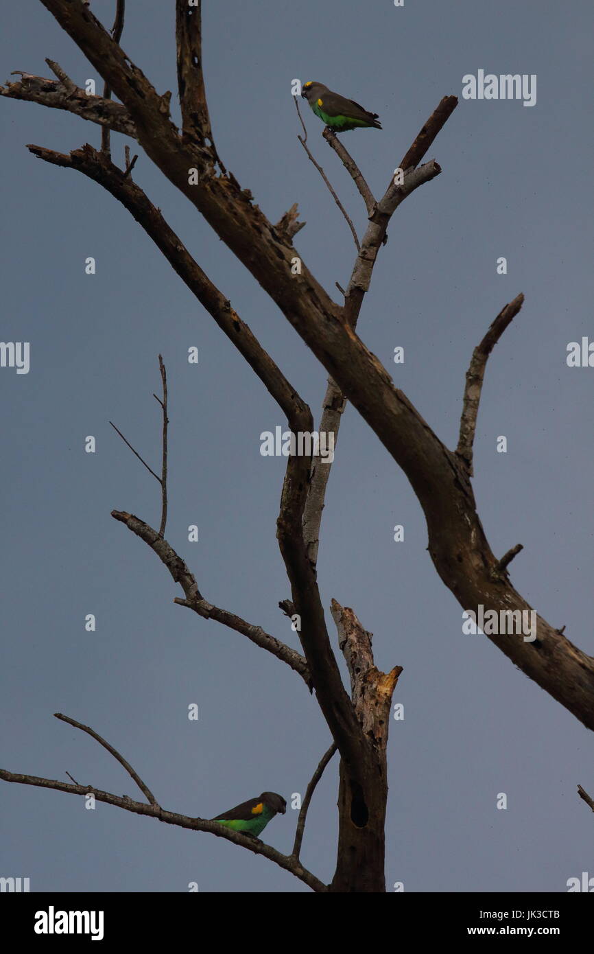 Meyer, Parrot, Poicephalus meyeri, Leopard's Hill, Lusaka, Zambia Foto Stock