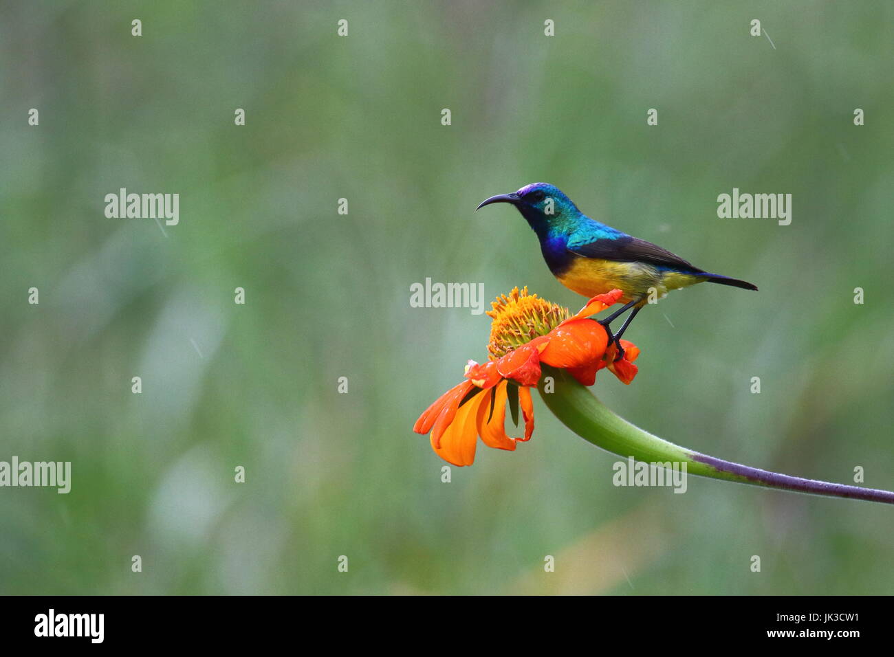 A becco giallo Sunbird, Cinnyris venustus, Leopard's Hill, Lusaka Zambia Foto Stock