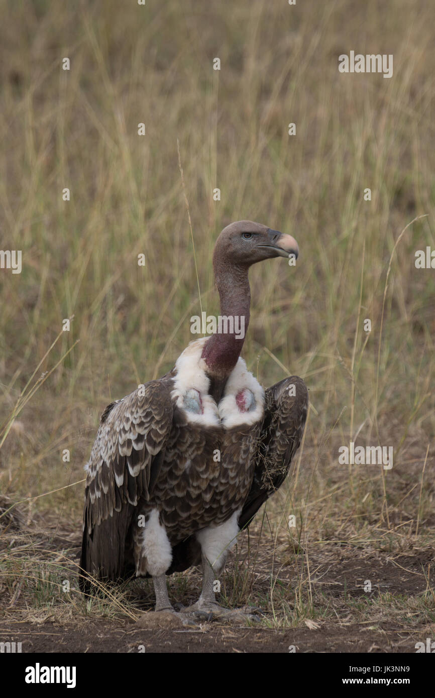 Vulture sul Masai Mara Foto Stock
