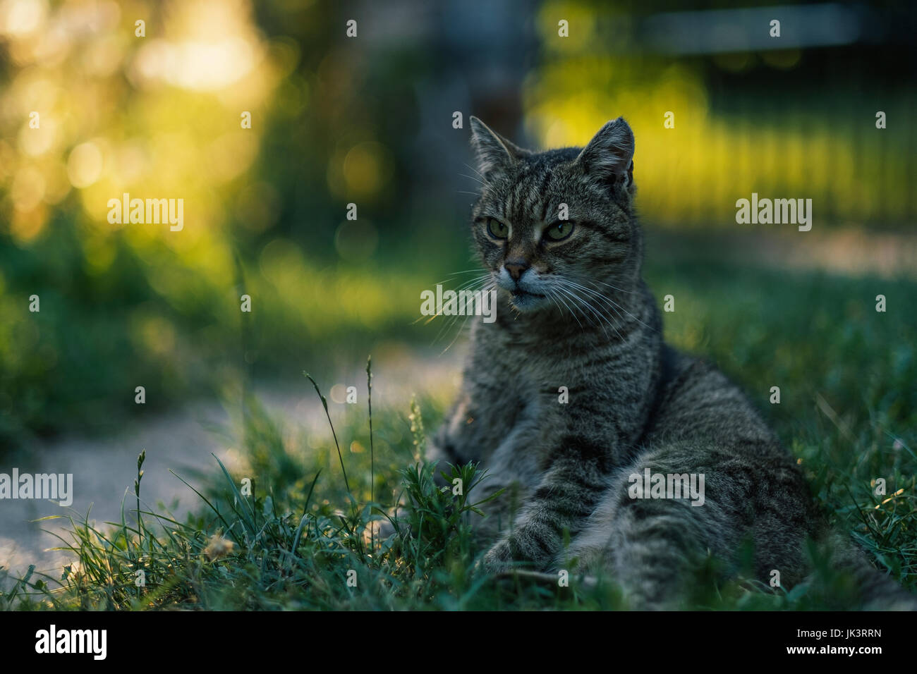 Senior domestico gatto grigio Foto Stock