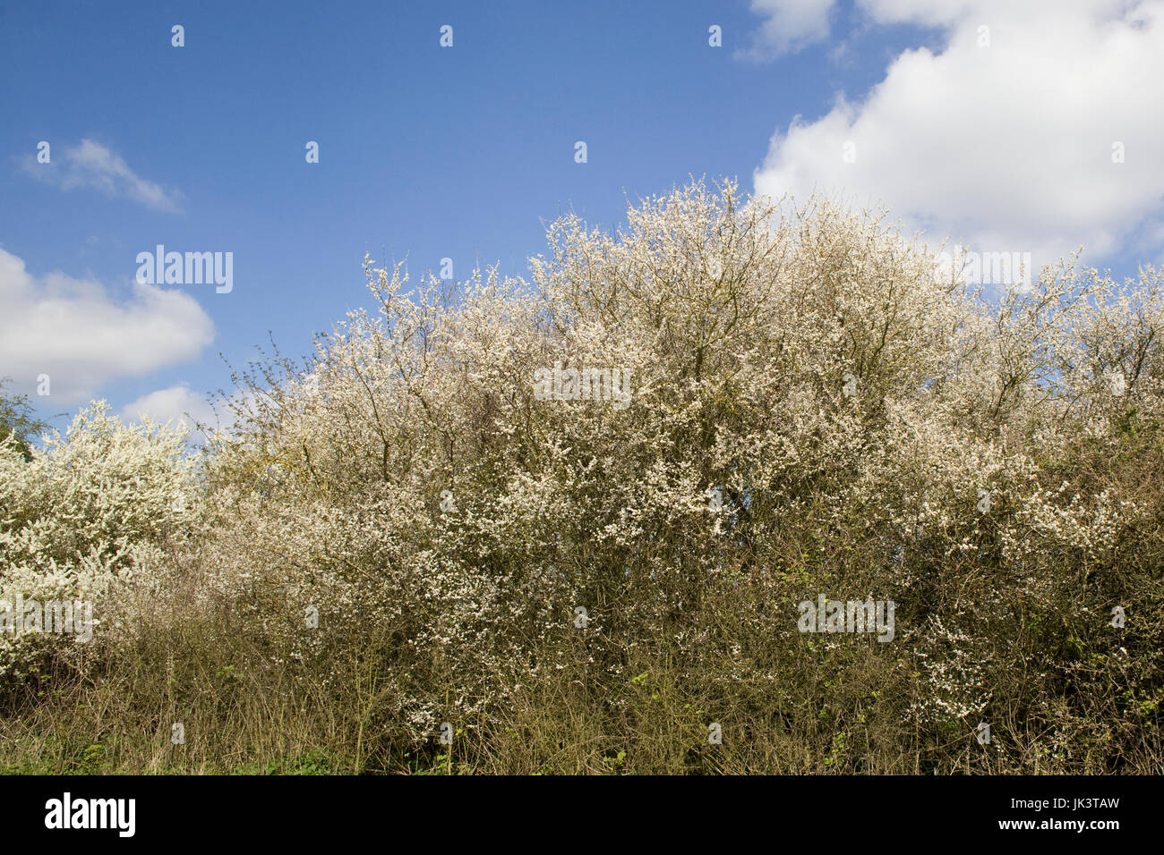 Siepe in campagna Foto Stock