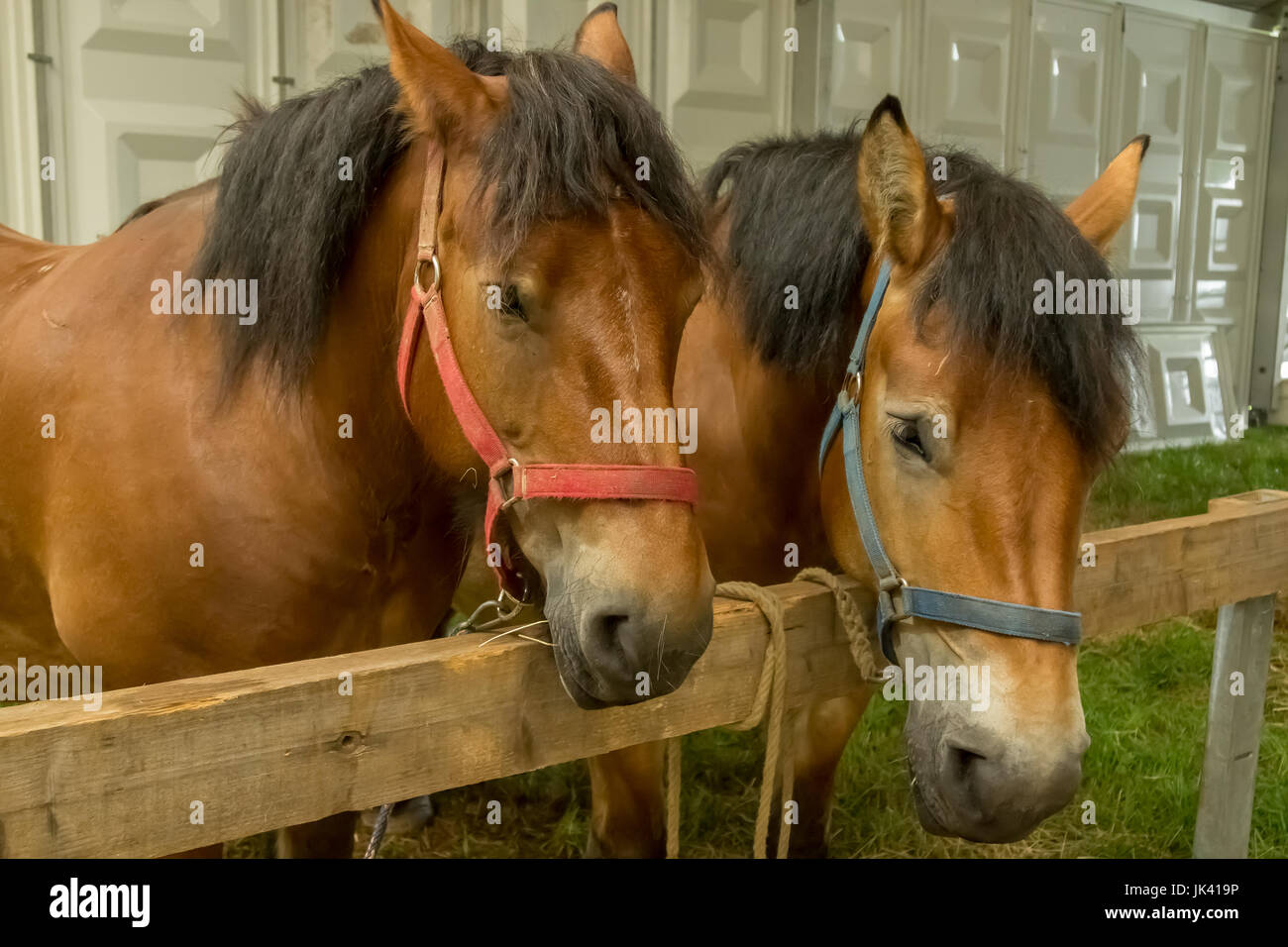 In prossimità dei due cavalli ardennais provenienti dalla zona delle Ardenne in Belgio, Lussemburgo e Francia. Foto Stock