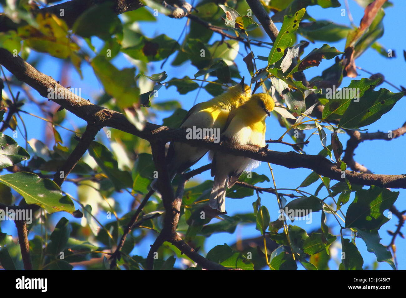 Verde-capped Eremomela, Eremomela scotops, Leopard's Hill, Lusaka, Zambia Foto Stock