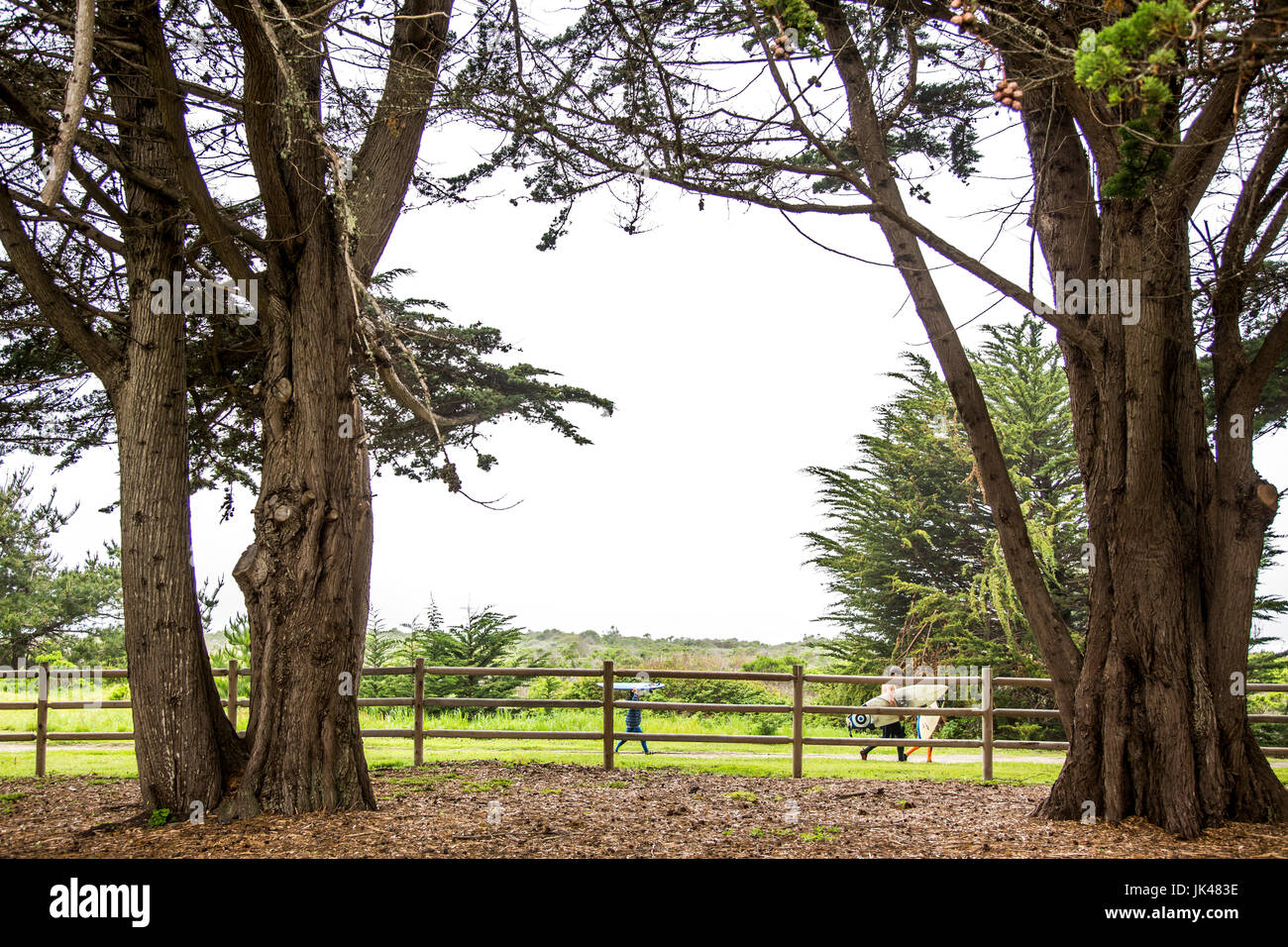 Persone che trasportano le tavole da surf dietro la recinzione di legno Foto Stock
