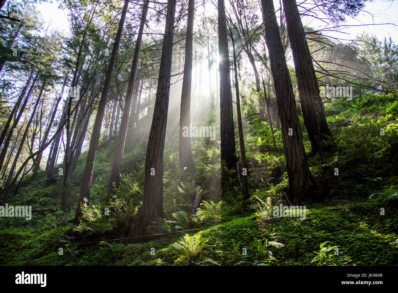 Raggi di sole su alberi da foresta Foto Stock