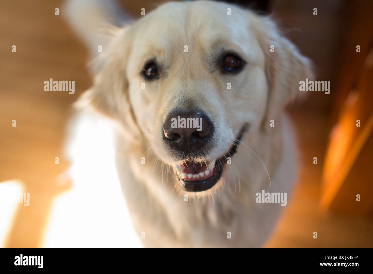 Ritratto di cane sorridente Foto Stock