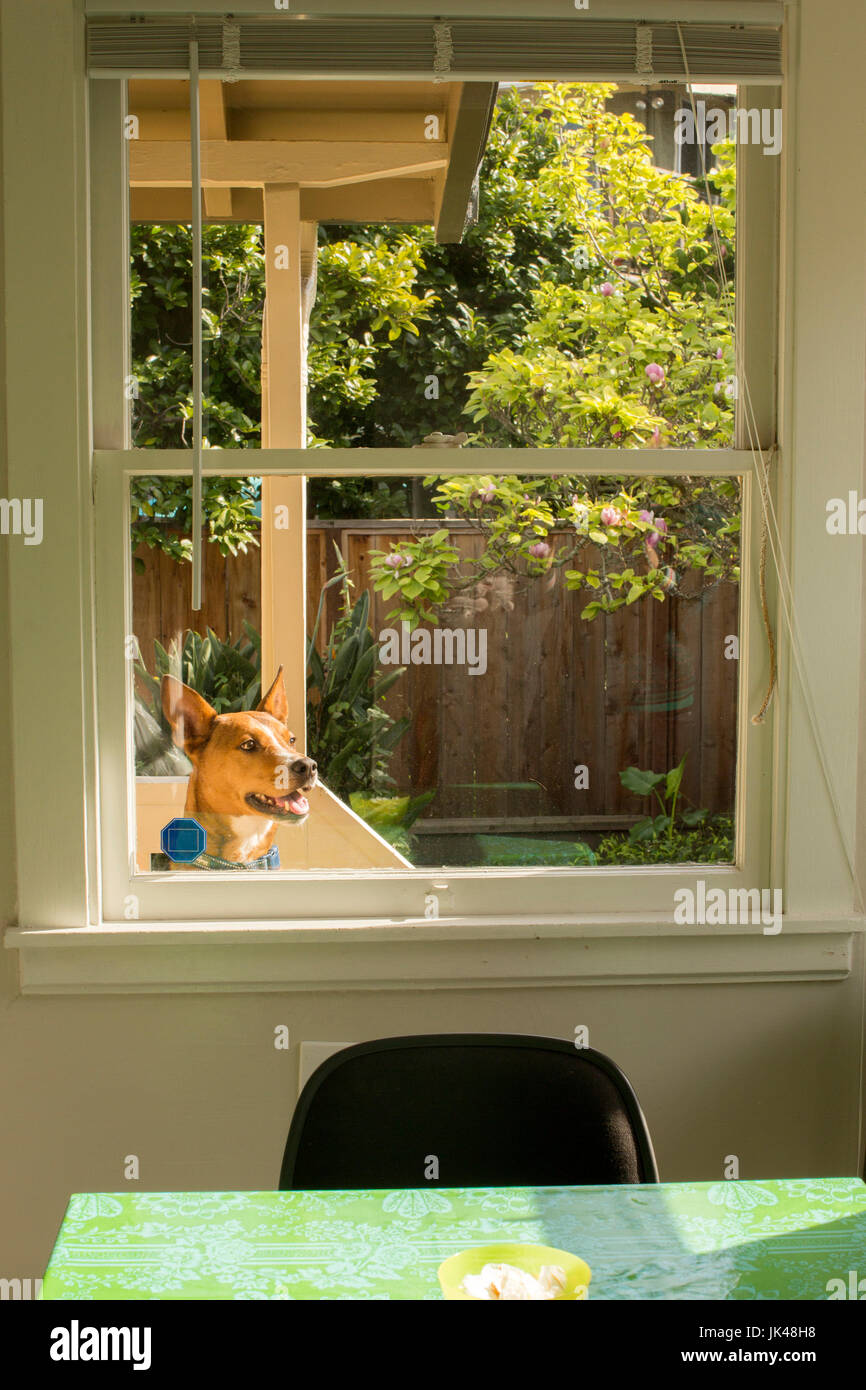Cane nel cortile del peering nella finestra Foto Stock