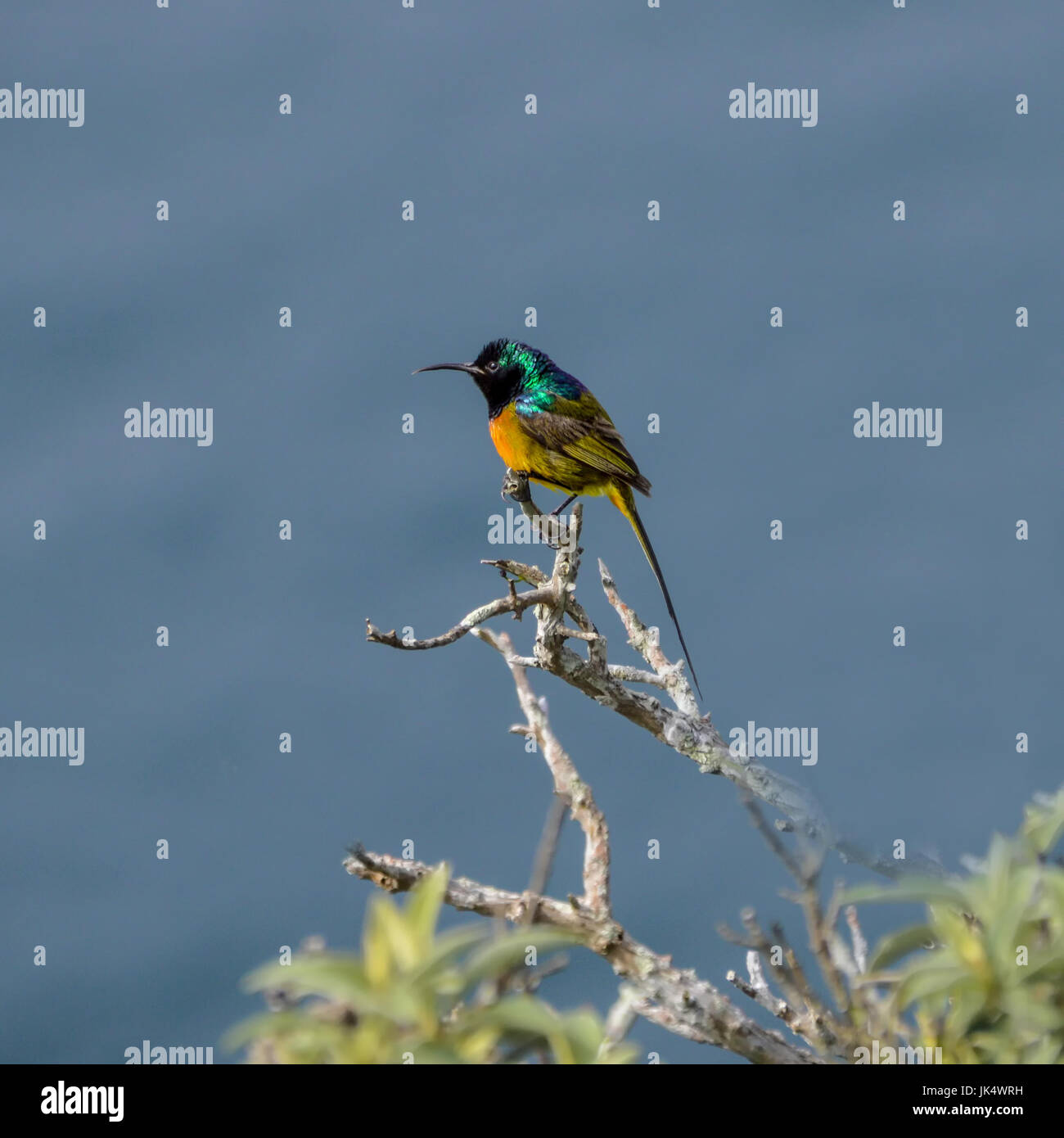 Un maschio arancione-breasted Sunbird in Africa australe Foto Stock