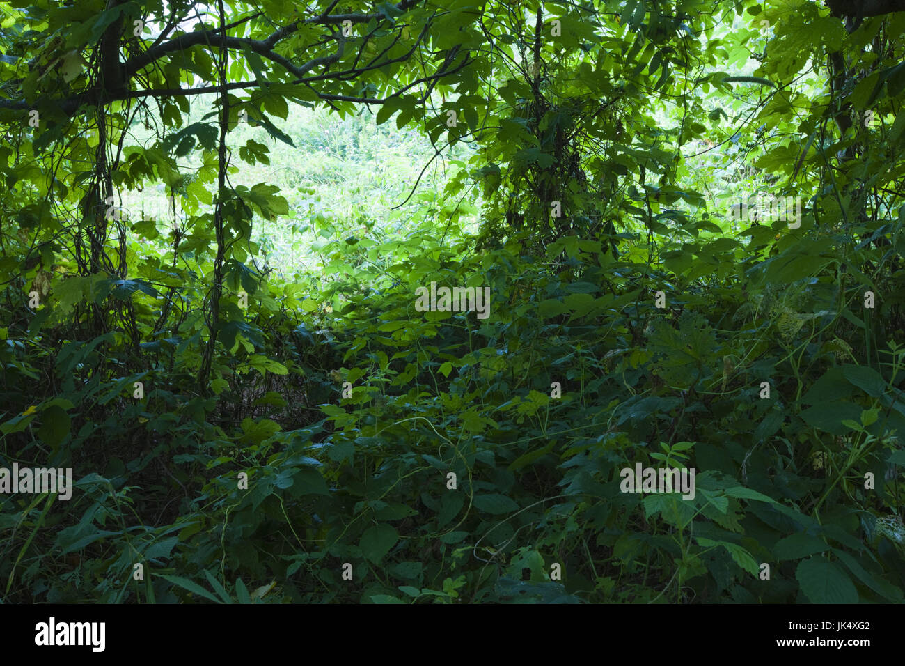 Stati Uniti d'America, Massachusetts, Cape Ann, Rockport, la Thatcher Island, boschi, Foto Stock