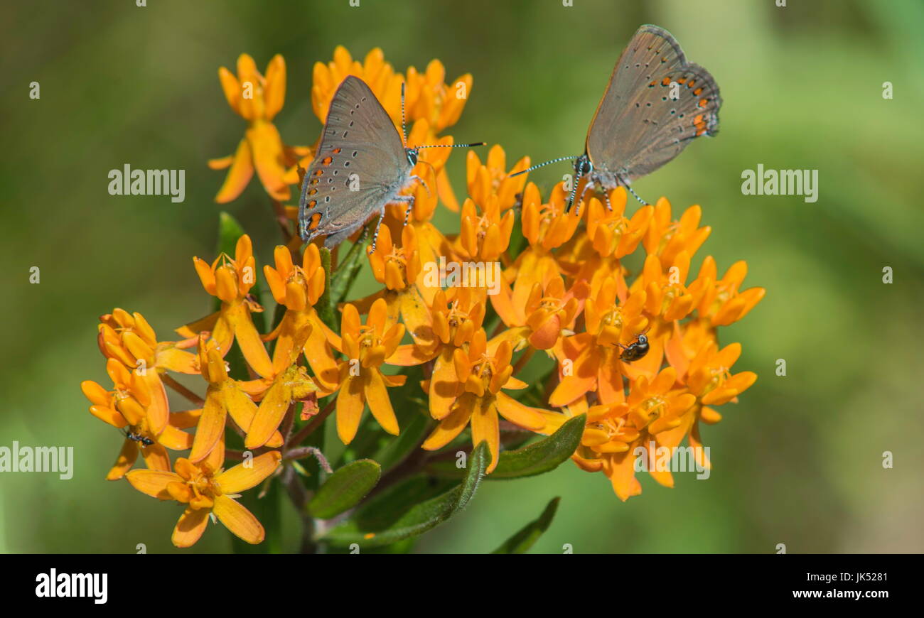 Attraente fiore di arancia (butterfly weed) con 2 piccole farfalle (Coral Hairstreak). Foto Stock