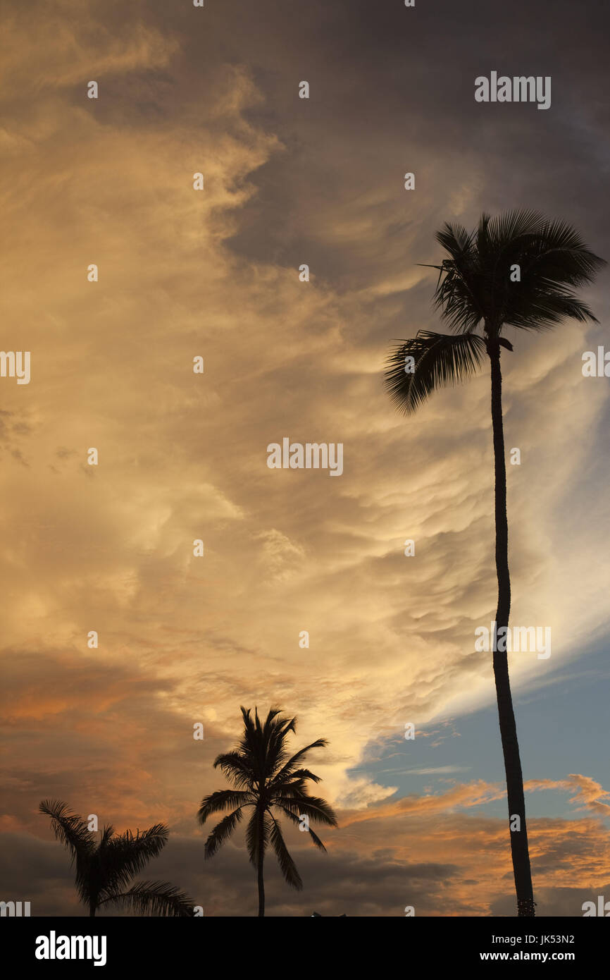 Repubblica Dominicana, Punta Cana Regione, Bavaro, palme e il cielo al tramonto Foto Stock