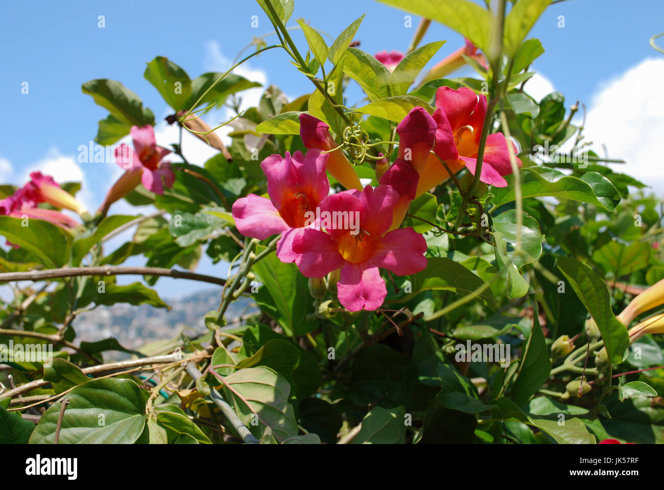 Bignonia capreolata (Famiglia Bignoniaceae) rosa fiori sbocciano i fiori sul cielo blu sullo sfondo. Foto Stock