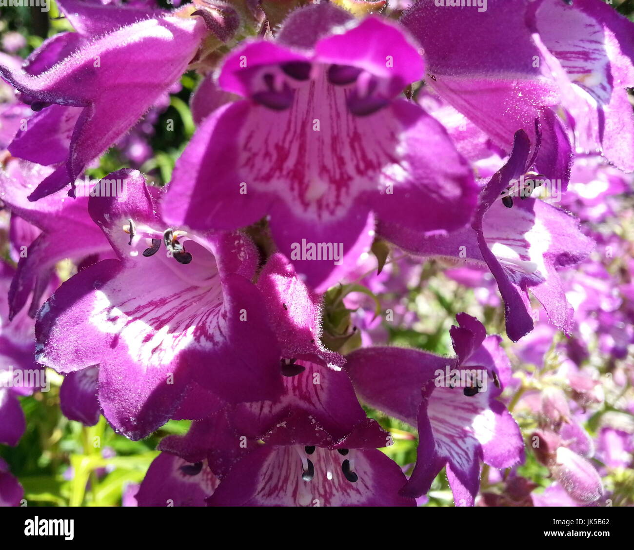 Fiore viola con forma a campana Foto Stock