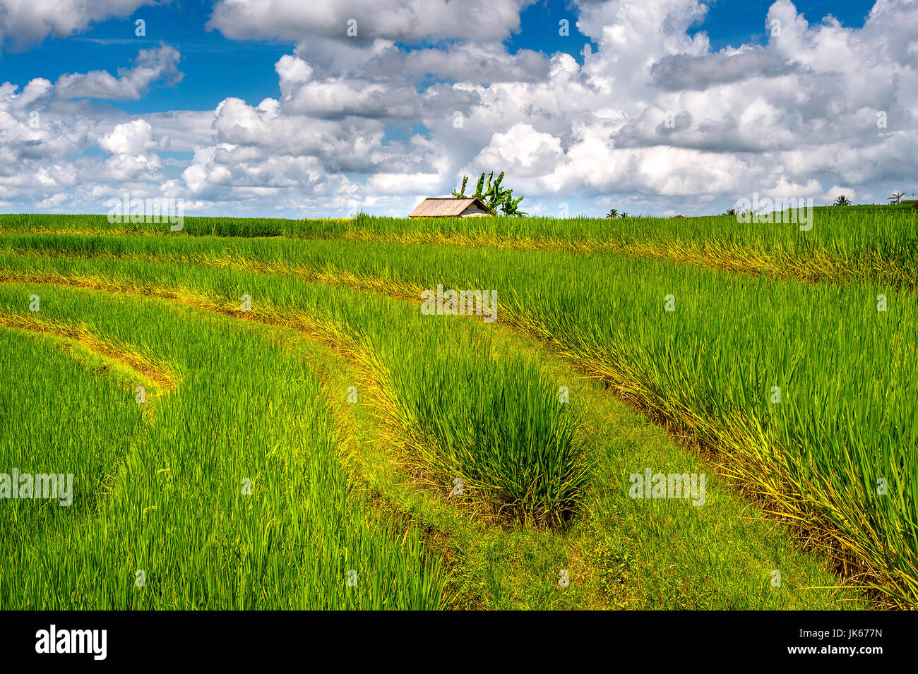 I campi di riso nell isola di Bali, Indonesia. Foto Stock