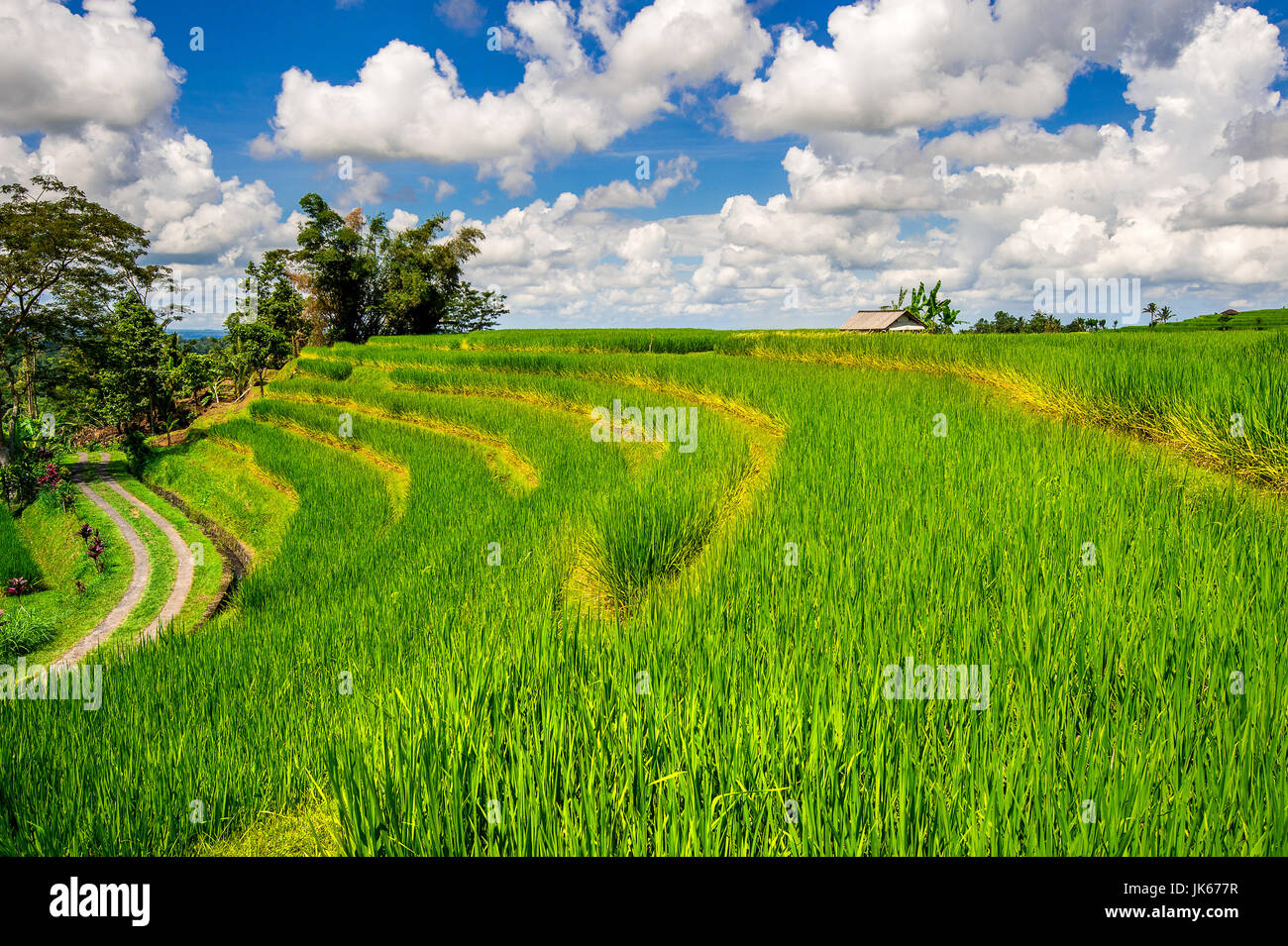 I campi di riso nell isola di Bali, Indonesia. Foto Stock