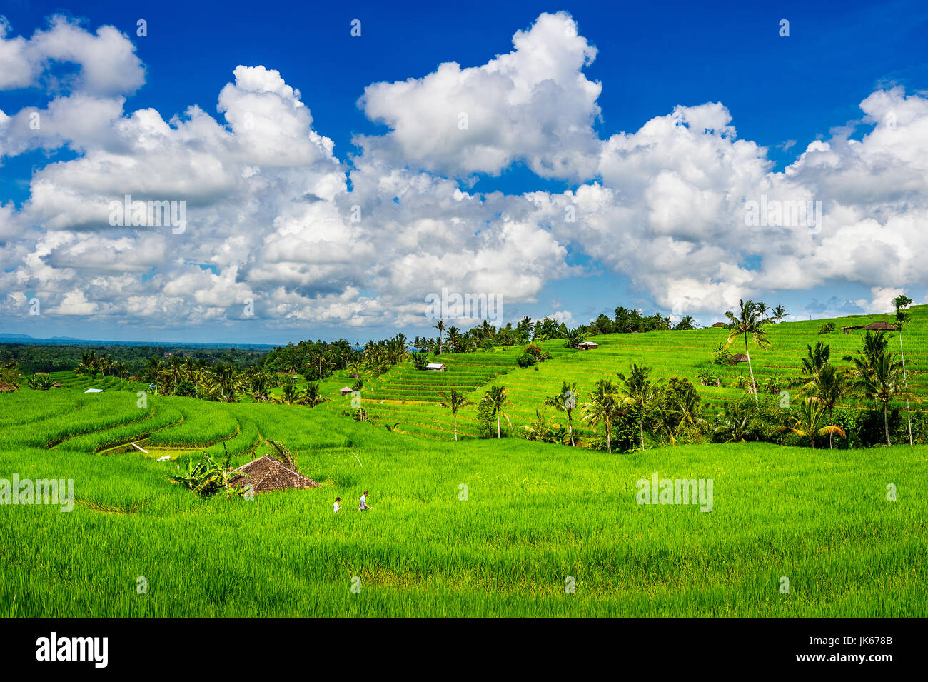 I campi di riso nell isola di Bali, Indonesia. Foto Stock