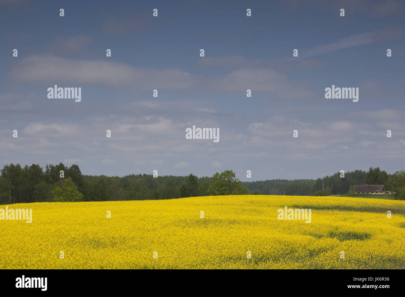 La lettonia, occidentale della Lettonia, regione di Kurzeme, ricambio, campi di senape e la fattoria di primavera Foto Stock