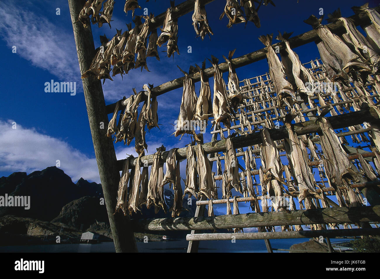 Norwegen, Lofoten, Henningsvaer, Küstenlandschaft, Fischerei, Fische, Trocknung Skandinavien, Meer, Küste, Landschaft, Fisch, Fischfang, Stockfisch, trocknen, aufhängen, Wirtschaft Lebensmittel, außen Foto Stock