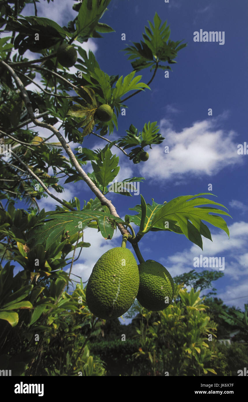 Isole Cook, Aitutaki-Atoll, Brotfruchtbaum, dettaglio Früchte außen, Südsee, Ozeanien, Isole Cook, Cookinseln, Insel, Aitutaki, Atoll, vegetazione, Natur, Baum, Pflanze, Brotfrucht, Frucht, Obst, Maulbeergewächs, essbar, Steinfrüchte, Artocarpus communis Foto Stock