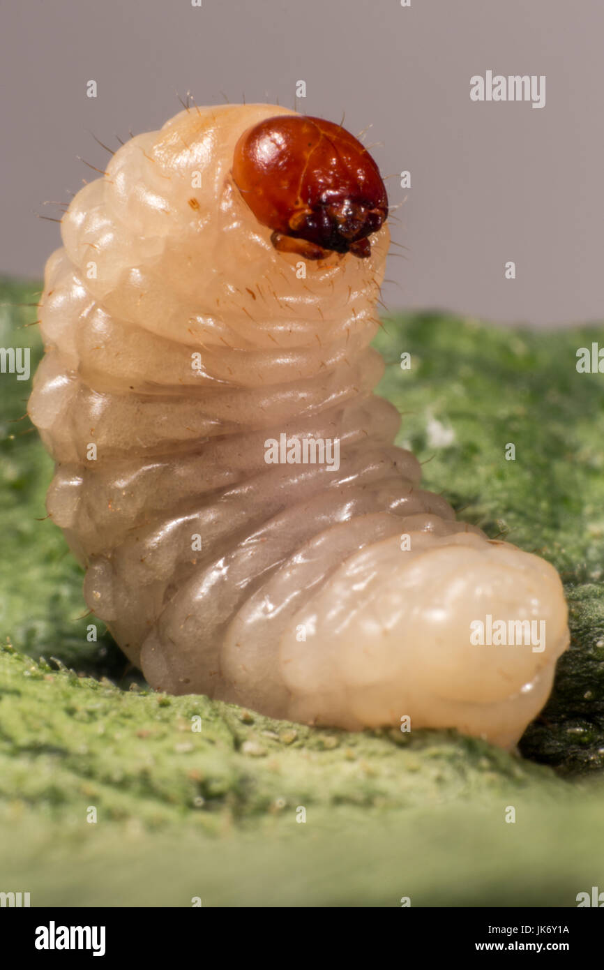 Macro di un dado permanente curculione larva Foto Stock