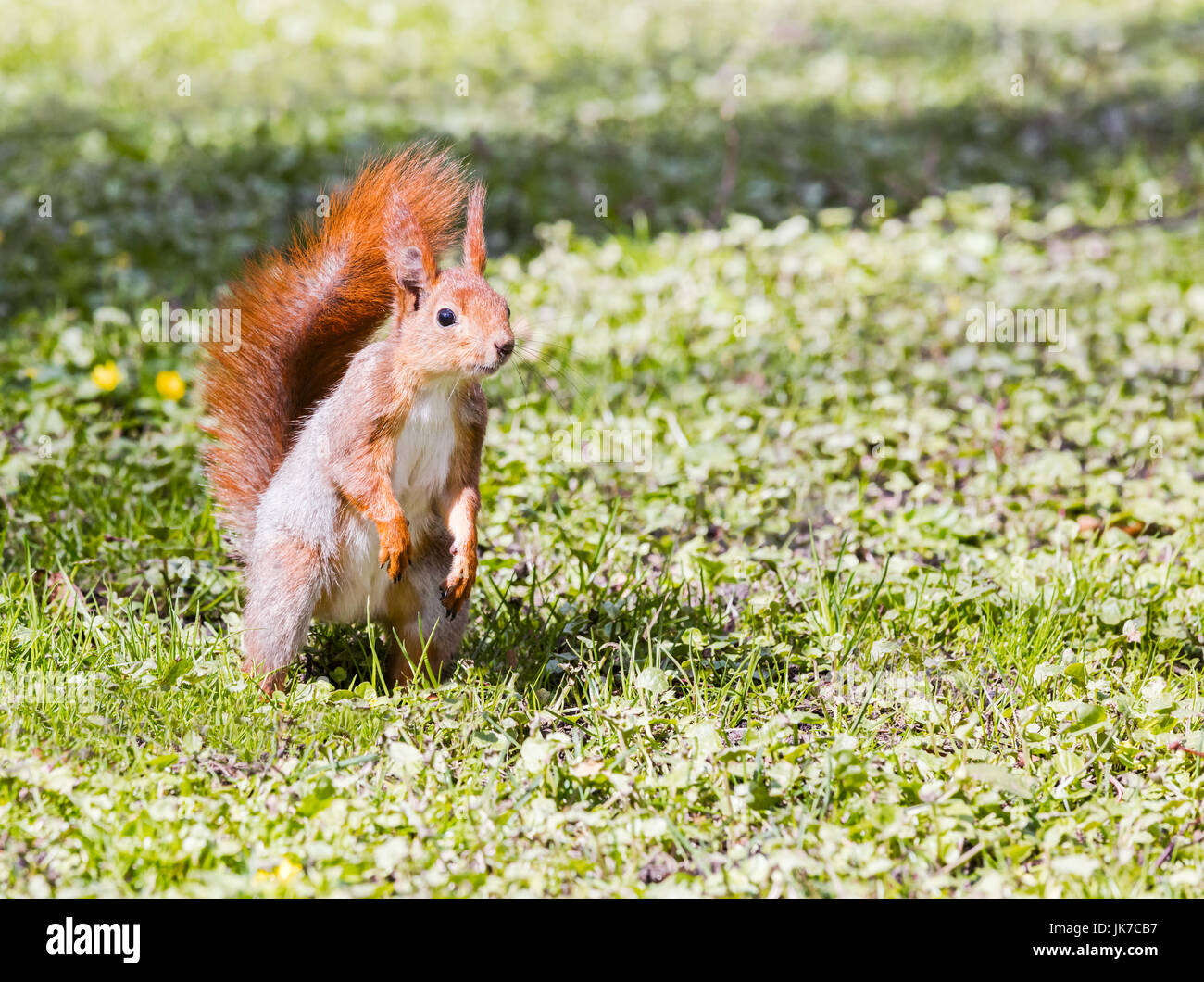 Giovani scoiattolo rosso permanente sulla verde erba background closeup Foto Stock