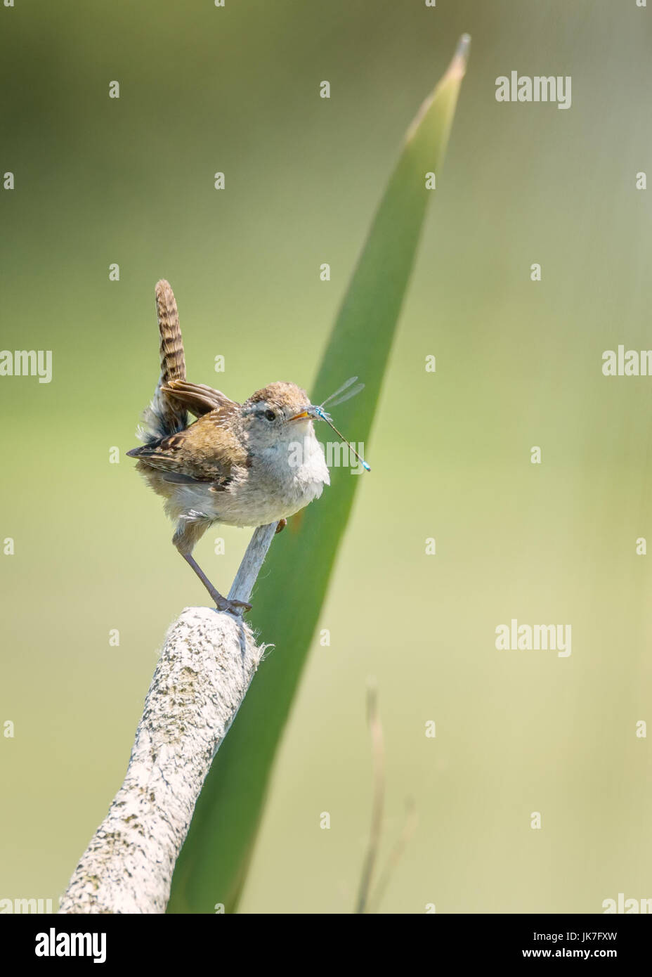 Un uccellino che mangia una libellula per pranzo. Immagine a colori Foto Stock