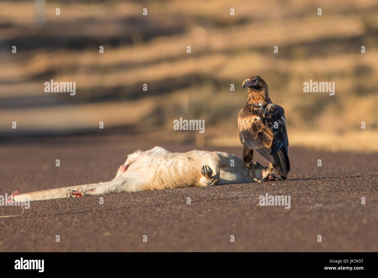 Cuneo-tailed Eagle, Aquila audax e Roadkill Foto Stock