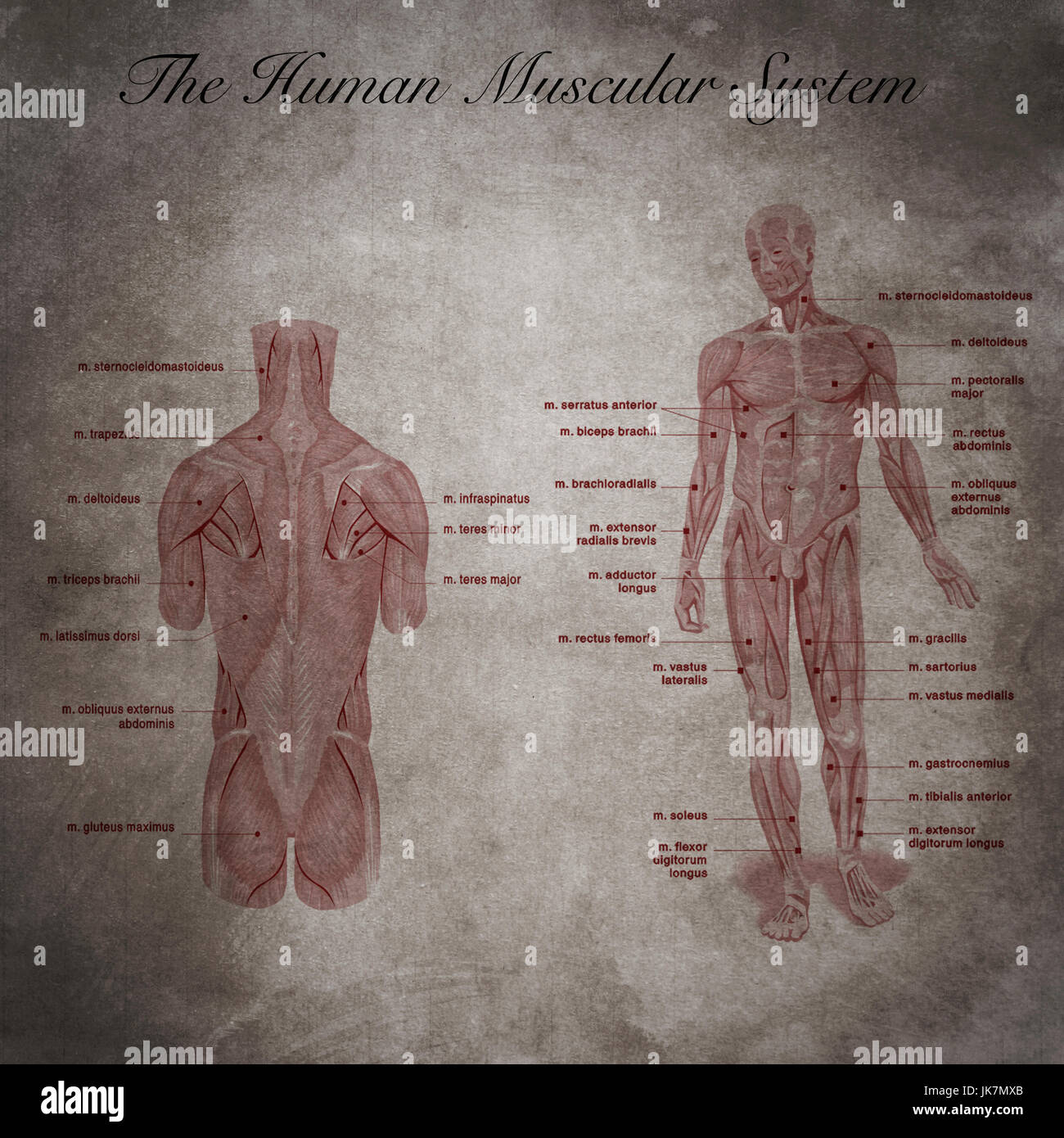 L'umano sistema muscolare, una parte del corpo Foto Stock