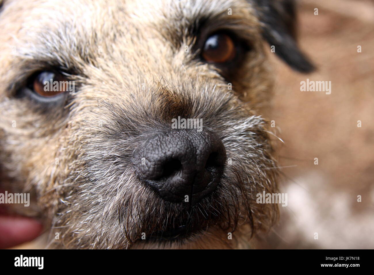 La faccia del confine terrier cane Foto Stock