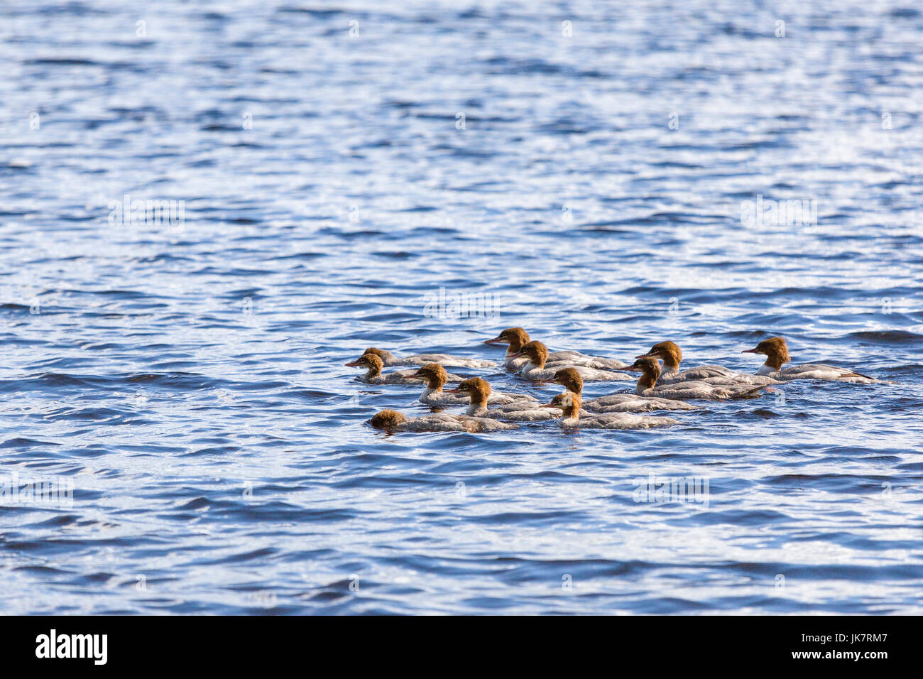 Gruppo di giovani Common Merganser (N. America) o smergo maggiore (Eurasia) (Mergus merganser) nel lago Uspen, Lerum, Svezia modello di rilascio: No. Proprietà di rilascio: No. Foto Stock
