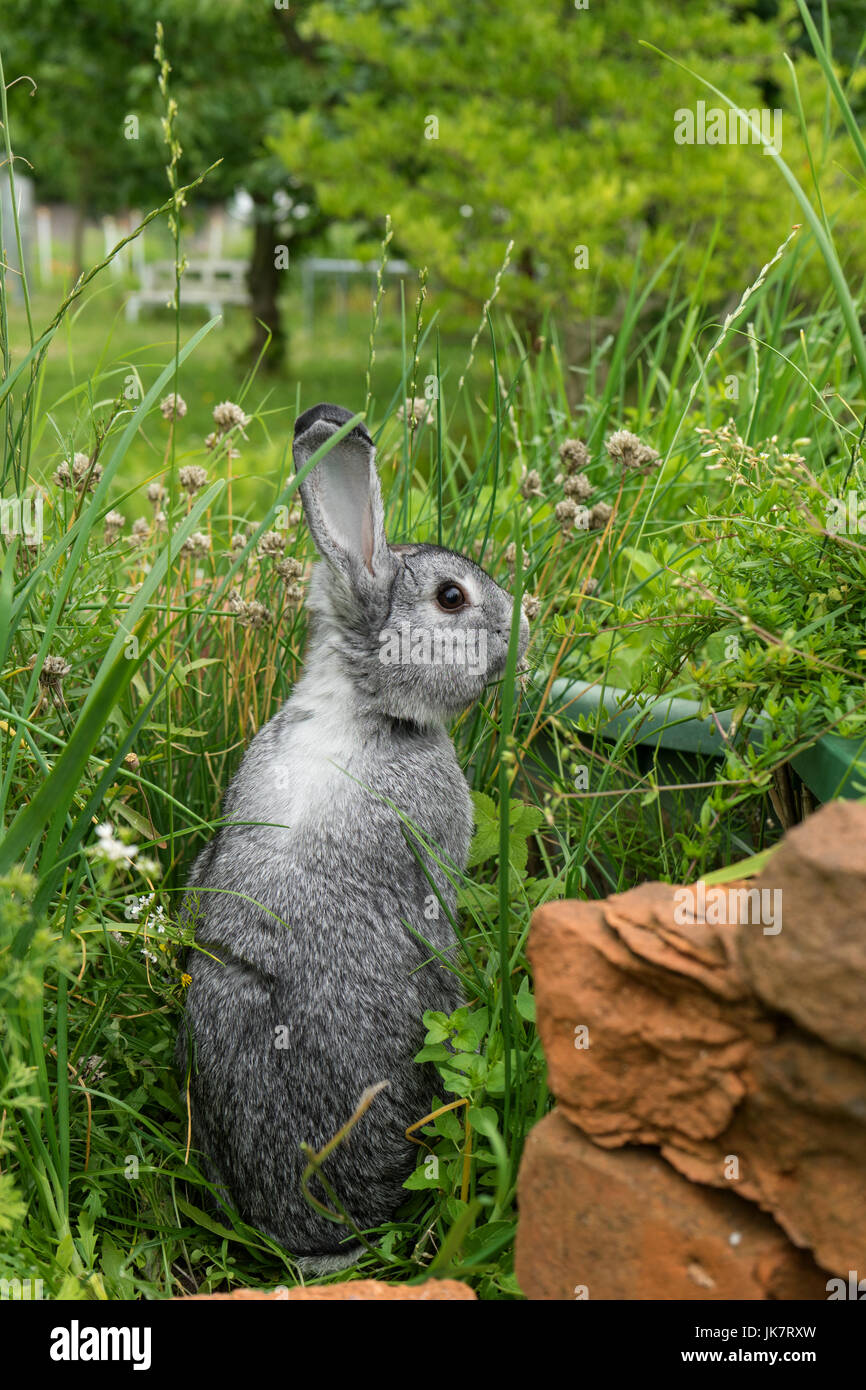 Un coniglio grigio si siede in un letto di erbe Foto Stock
