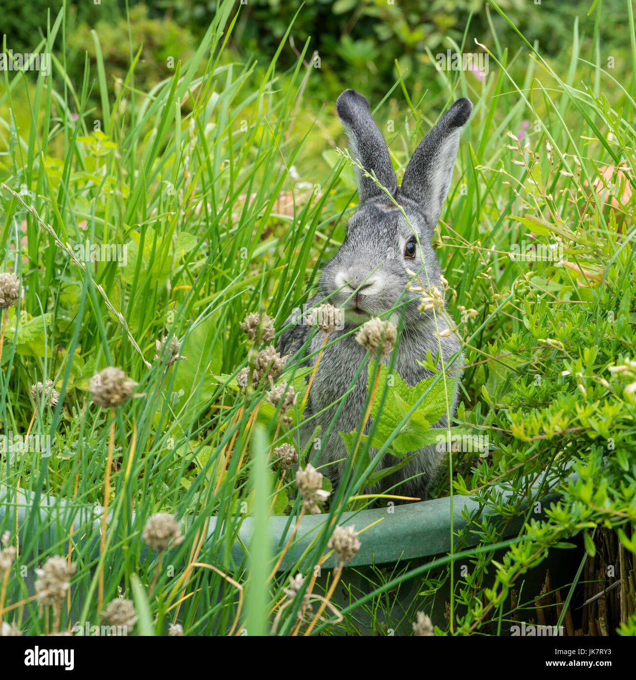 Un coniglio grigio si siede in un letto di erbe Foto Stock