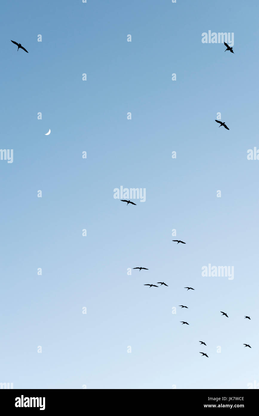 Uccelli di mare galleggiante nel progetto termica con la luna nel cielo. Foto Stock