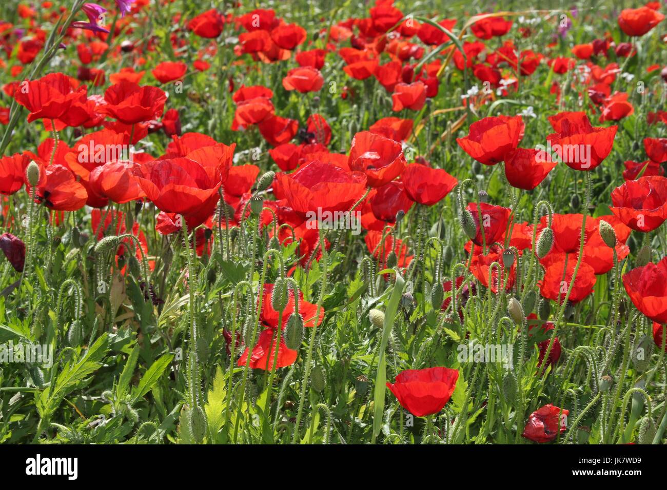 Papaveri Foto Stock